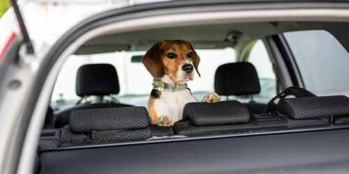 4 benefits of installing a car pet barrier
