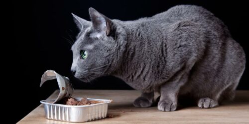 6 canned foods recommended for cats