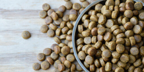 Best pet product brands to try