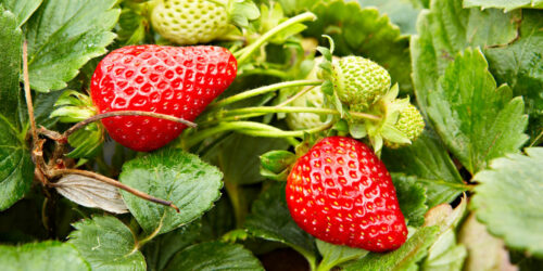 Canada’s organic produce and its source