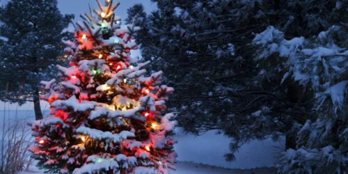 Christmas trees – A holiday tradition for centuries