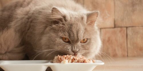 Healthiest food options for cats