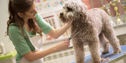 Here’s why dogs are considered the best pets