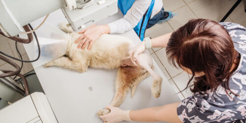 Pet Insurance Coverage For X-Rays