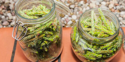 Six best home remedies for yeast infection