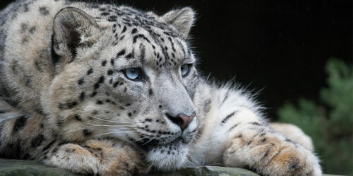 Snow leopard