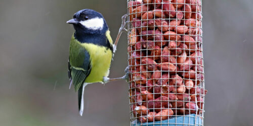 Top 5 foods to feed wild birds