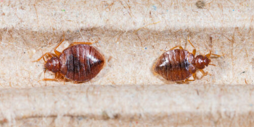 Bed Bug Bites – Symptoms and Treatment Options