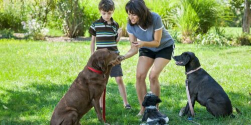 Here’s Everything You Need To Know About Buying Dog Treats