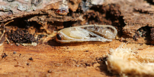 Tree Borers – Types, Signs of Infestation, and Remedies