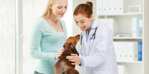 Benefits and Basics of Pet Care
