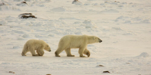 Polar Bear Tours – Tips to Choose One and What to Pack