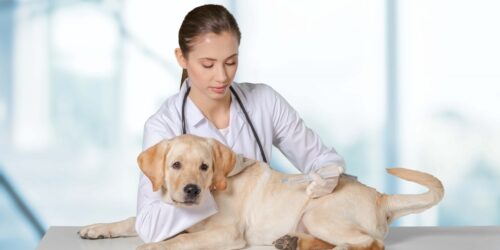 Exploring Online Pet Care Services in the Bahamas